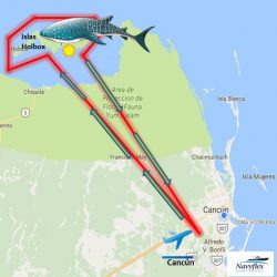 Tours en Helicoptero en Cancun Tour en avioneta a holboz nado con tiburon ballena desde cancun