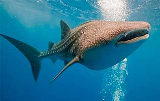 Tours en helicoptero en cancun Tour de Tiburon ballena en isla HOLBOX sobre ISla Mujeres privado charter tour aereo de lujo