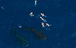 Tours en helicoptero en cancun Tour de Tiburon ballena en isla contoy sobre ISla Mujeres privado charter tour aereo de lujo